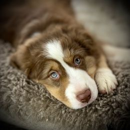 Louis-full tail and amber eyes - Red tri-color male Australian Shepherd puppy in Penrose, Colorado from Best Friend Aussies