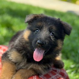 Tello - Black and red male German Shepherd puppy in Hesperia, California from Von Geesa