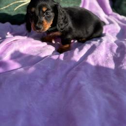 Dutton - Black and tan male Dachshund puppy in Temecula, California from Naomi Magee's Dachshund Kennel