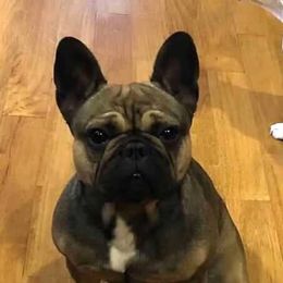 French Bulldog All Grown Up from Superior Frenchies