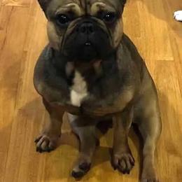 French Bulldog All Grown Up from Superior Frenchies