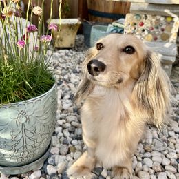 Ariel - Dachshund