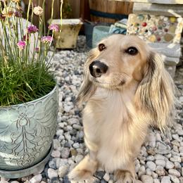 Ariel - Dachshund