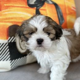 Shih Tzu Puppies from Molly B's ShihTzus