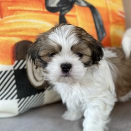 Shih Tzu Puppies from Molly B's ShihTzus