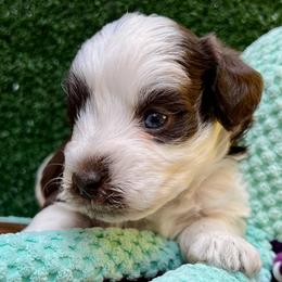 Will - Parti male Miniature Schnauzer puppy in Menifee, California from Moonshine’s Minis