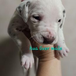 Green - White and liver brown male Dalmatian puppy in Conrath, Wisconsin from JSF Dalmatians LLC
