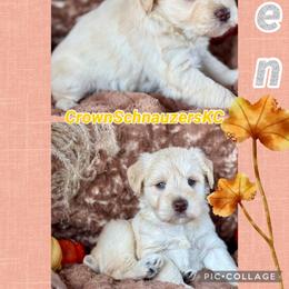 Aspen - Wheaten female Miniature Schnauzer puppy in Independence, Missouri from Crown Schnauzers KC