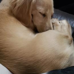 Basset Hound and Dachshund Puppies from V's Southern Angels