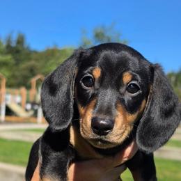 Boy 1 - Black and cream male Dachshund puppy in Woodland, Washington from SJs Dachshunds