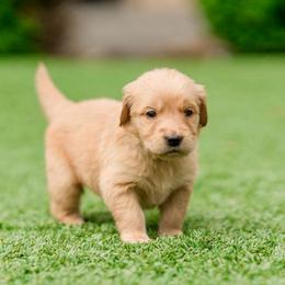 Bea ( Bae-uh)  ( Dark Purple ) - Dark golden female Golden Retriever puppy in Oregon from A Goldens First Love