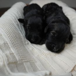 Pepper Salt Female 3 - Pepper and salt female Giant Schnauzer puppy in St George, Utah from Schnauzer Ranch