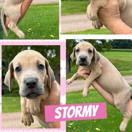 Stormy - Fawn female Great Dane puppy in Wellsville, New York from Prophecy Danes