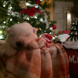 Orange - White male Samoyed puppy in San Antonio, Texas from Hill Country Samoyeds