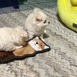 Paisley - Cream and white female Chihuahua puppy in Brooksville, Florida from Daystars Chihuahuas