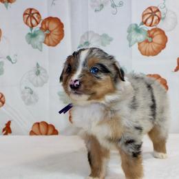 Piper - Blue merle female Miniature Australian Shepherd puppy in Bauxite, Arkansas from J & B Mini Aussies