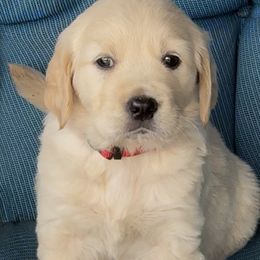 Golden Retriever Puppies from Purebred Golden Paws