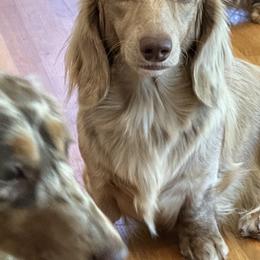 Almond - Dachshund