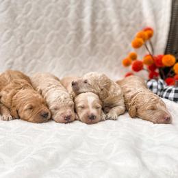 Goldendoodle Puppies from ENC Goldendoodles