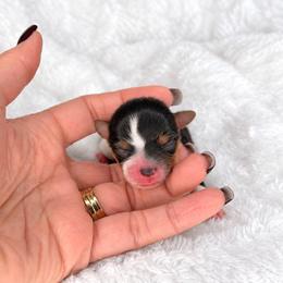 Pebbles - Parti female Yorkshire Terrier puppy in Jacksonville, Florida from Yorktown Yorkies