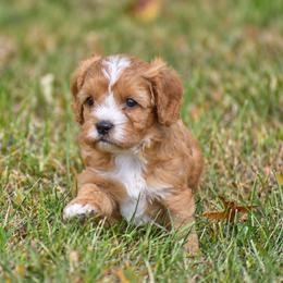 Scout - Red male Cavapoo puppy in Narvon, Pennsylvania from Stoltzfus Family Puppies (license number 18844)