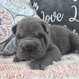 Hamilton - Blue male Chinese Shar-Pei puppy in Four Oaks, North Carolina from DCSHARPEI