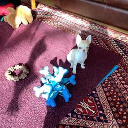 Chihuahua Puppies from Chilove Chihuahuas