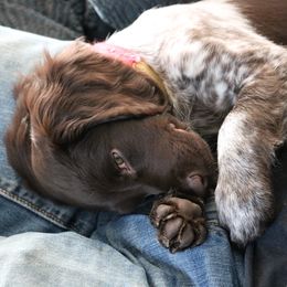 Small Munsterlander Pointer Puppies from Vom Eiswald Kleine Munsterlander
