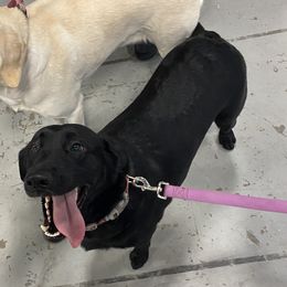 Jersey - Labrador Retriever