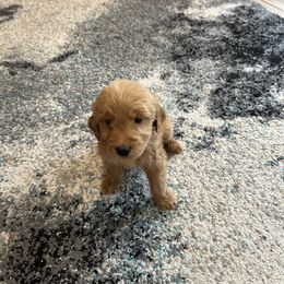 French Bulldog, Goldendoodle, and Mal-Shi Puppies from Courtney Nicole's Goldendoodles