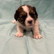 Tessie - Tri-color female Cavachon puppy in Greeley, Colorado from Cute, Colorado Cavachons