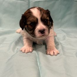 Tessie - Tri-color female Cavachon puppy in Greeley, Colorado from Cute, Colorado Cavachons