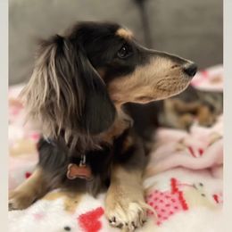 Dachshund Puppies from Lily’s Mini Dachshunds