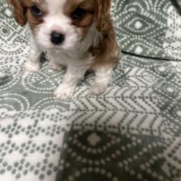 Dottie - Blenheim male Cavalier King Charles Spaniel puppy in Elida, New Mexico from Southard Cavalier Farms