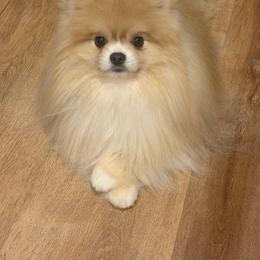 Bruno - Cream sable parti male Pomeranian puppy in Pavilion, New York from Calverton Pomeranians
