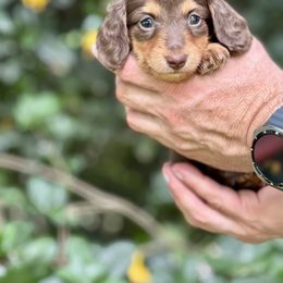 Hemi Pra clear Russian American - Chocolate and tan male Dachshund puppy in Call, Texas from Dachshund D’Amore