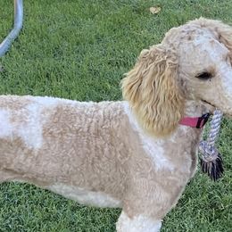 Poodles from Dynasty Ridge