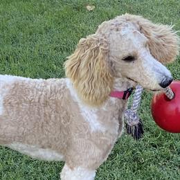 Poodles from Dynasty Ridge