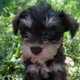 Girl 1 - Liver female Miniature Schnauzer puppy in West Point, Nebraska from Canyon Rose Schnauzers