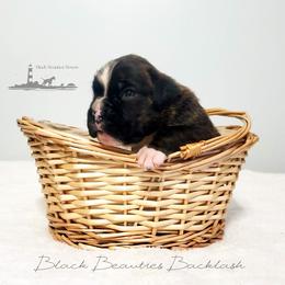 Black Beauties Backlash - Brindle male Boxer puppy in Elizabeth City, North Carolina from Black Beauties Boxers
