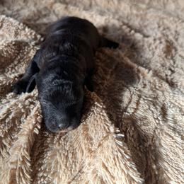 Gabriel - male Aussiedoodle puppy in Utica, Ohio from Poodle Me Crazy