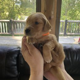 Golden Retriever Puppies from Charlottes Goldens