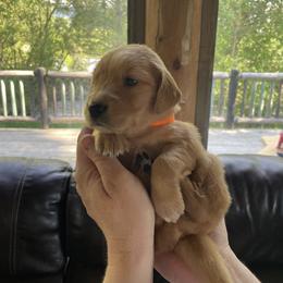 Golden Retriever Puppies from Charlottes Goldens
