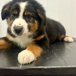 Wyatt - Black tri-color male Australian Shepherd puppy in Preston, Idaho from KC Bar Ranch Aussies