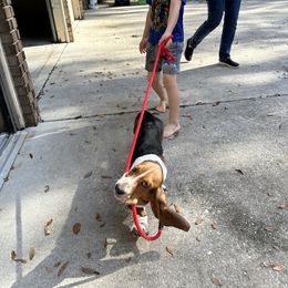Basset Hound and Dalmatian Puppies from Lazy B Bassets and Dalmatians