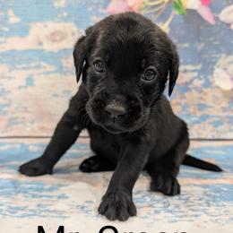 Mr Green - Black male Labrador Retriever puppy in Lebanon, Pennsylvania from Robertson's Retrievers and Doodles