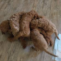 Cavapoo Puppies from Jet Cavapoos