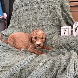 Girl 1 - Apricot female Goldendoodle puppy in Hudson, Indiana from Kim’s Doodles