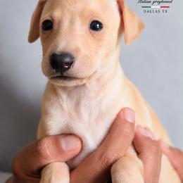 Chicago - Cream male Italian Greyhound puppy in Lancaster, Texas from Lopez G Kennel