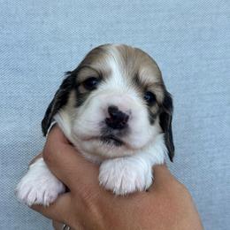 Boy 3 - Piebald male Dachshund puppy in Allenhurst, Georgia from B’s Dapper Dachshunds